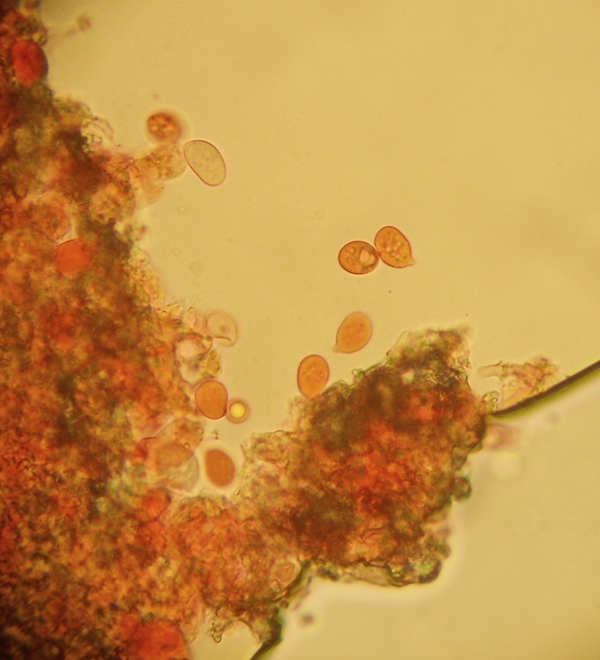 da determinare (Laeticorticium roseum)